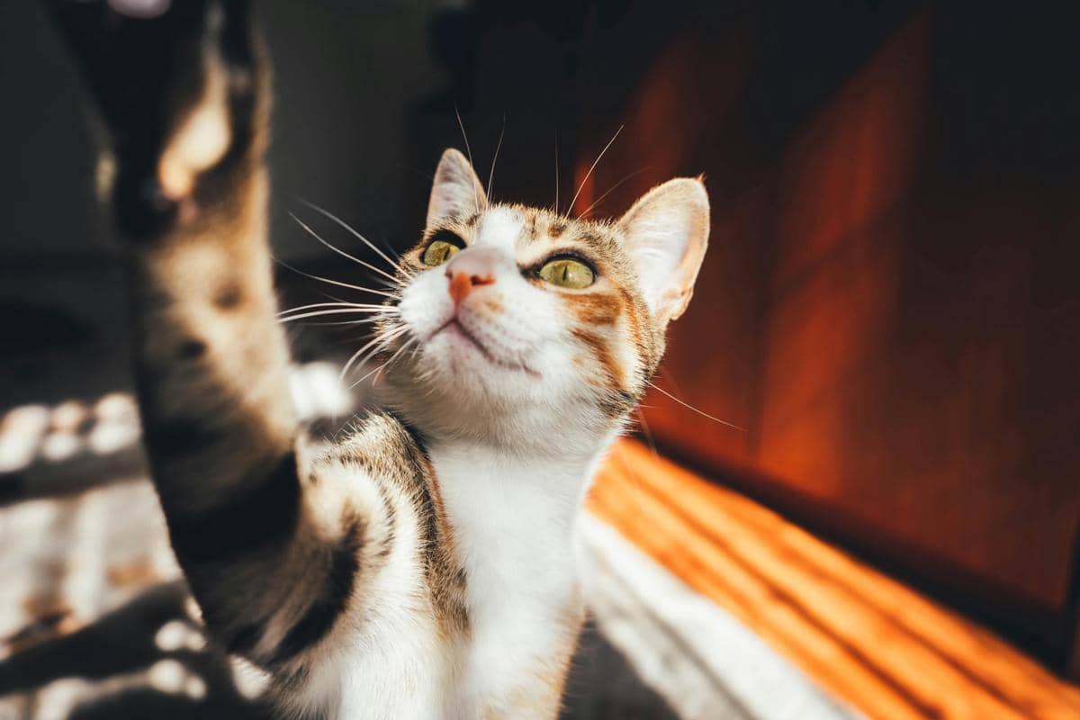 4 Alasan Ilmiah Warna Mata Kucing Berbeda